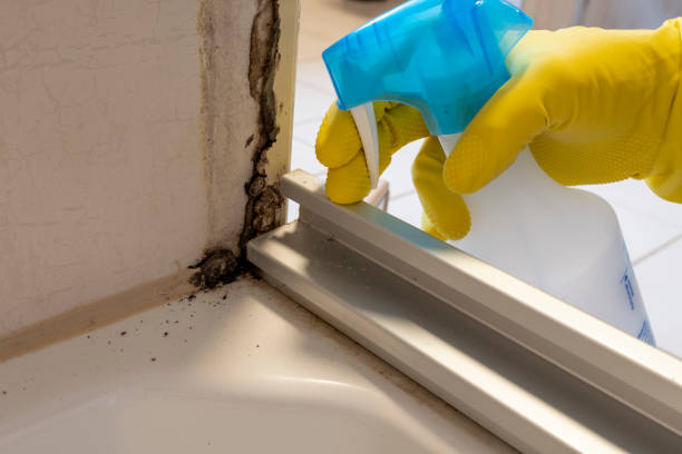 Mold Removal and Inspection in Birmingham, AL