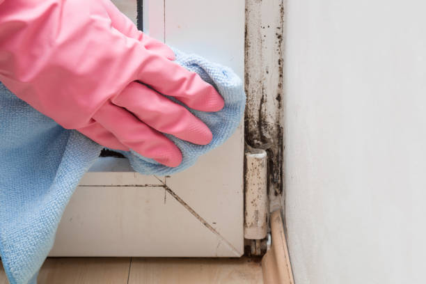 Best Attic Mold Removal  in Birmingham, AL