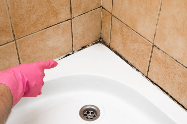 Best Residential Mold Removal  in Birmingham, AL